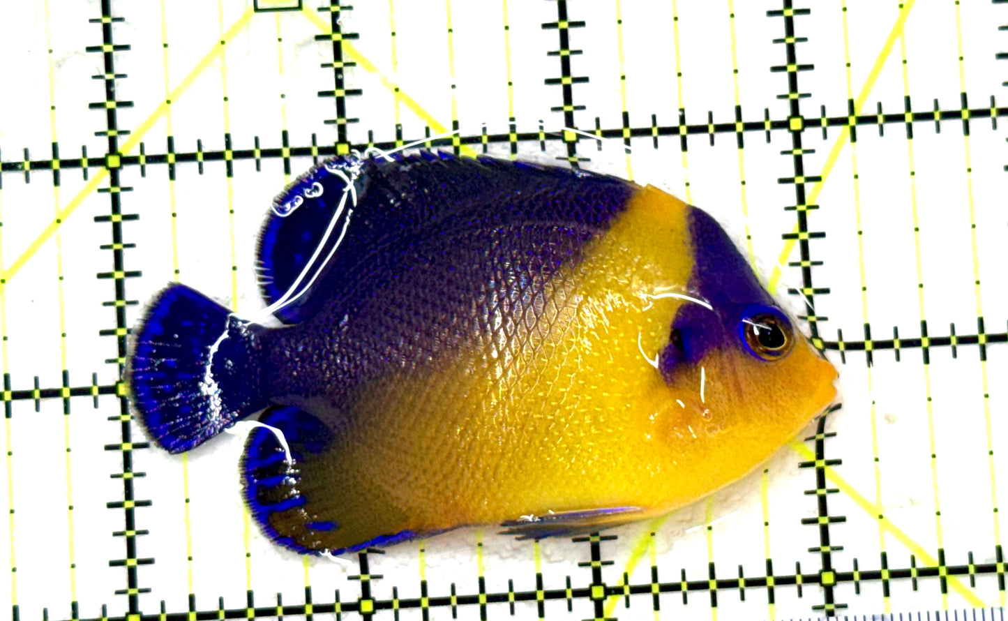 Venustus Angelfish VA081801 WYSIWYG Size: M 3" approx