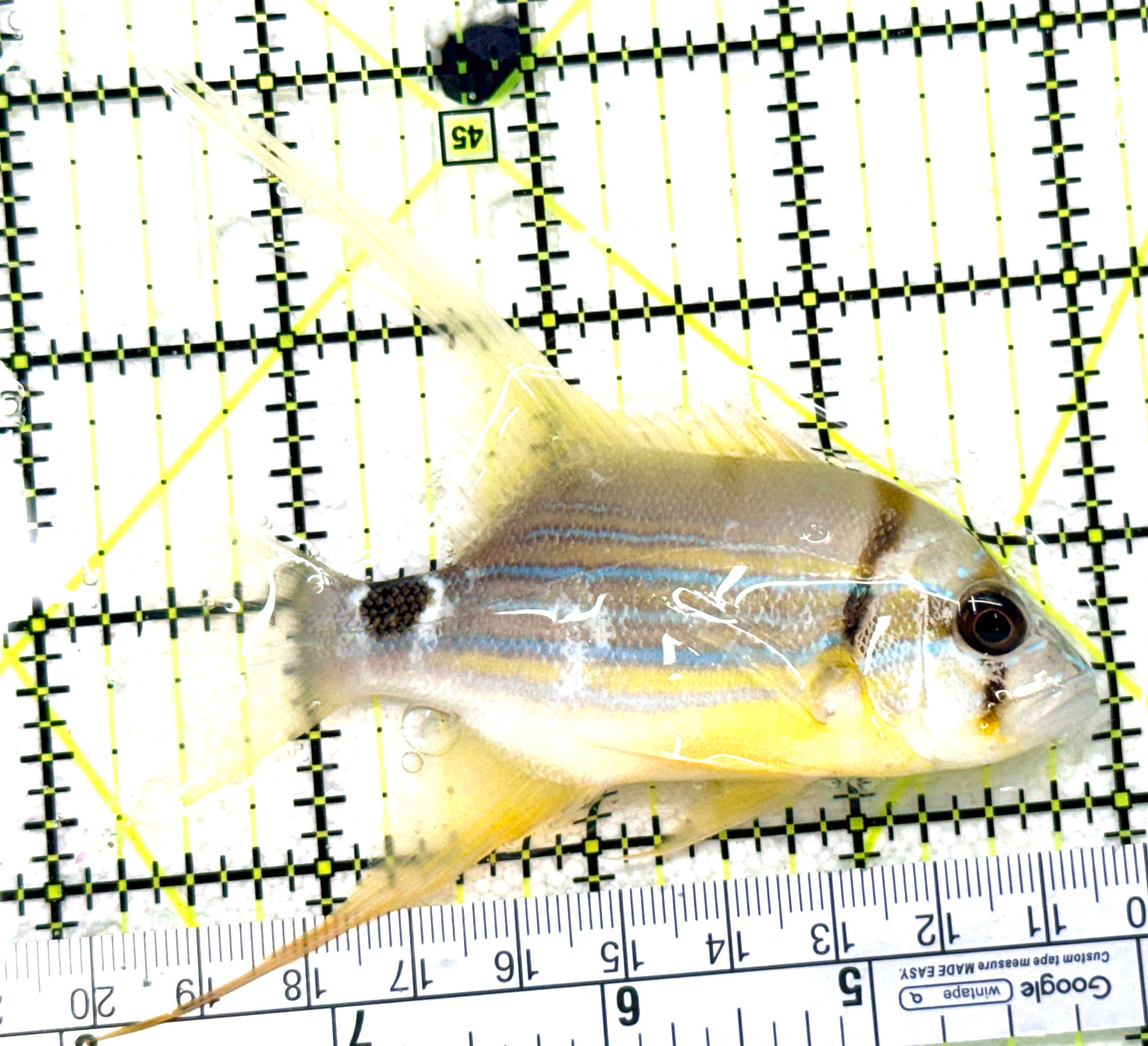 Threadfin Snapper TS081801 WYSIWYG Size: M 3.75" approx