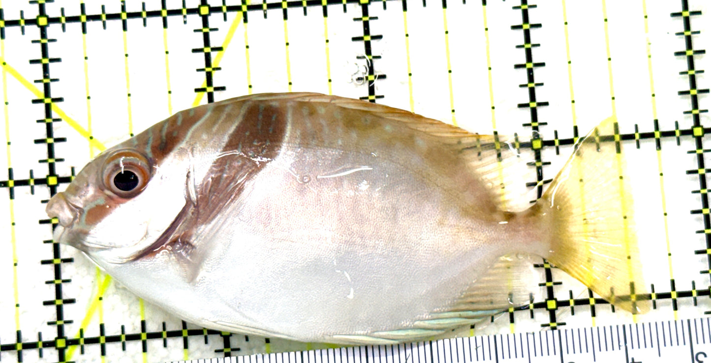 Scribbled Rabbitfish SR081801 WYSIWYG Size: M 3.5" Approx