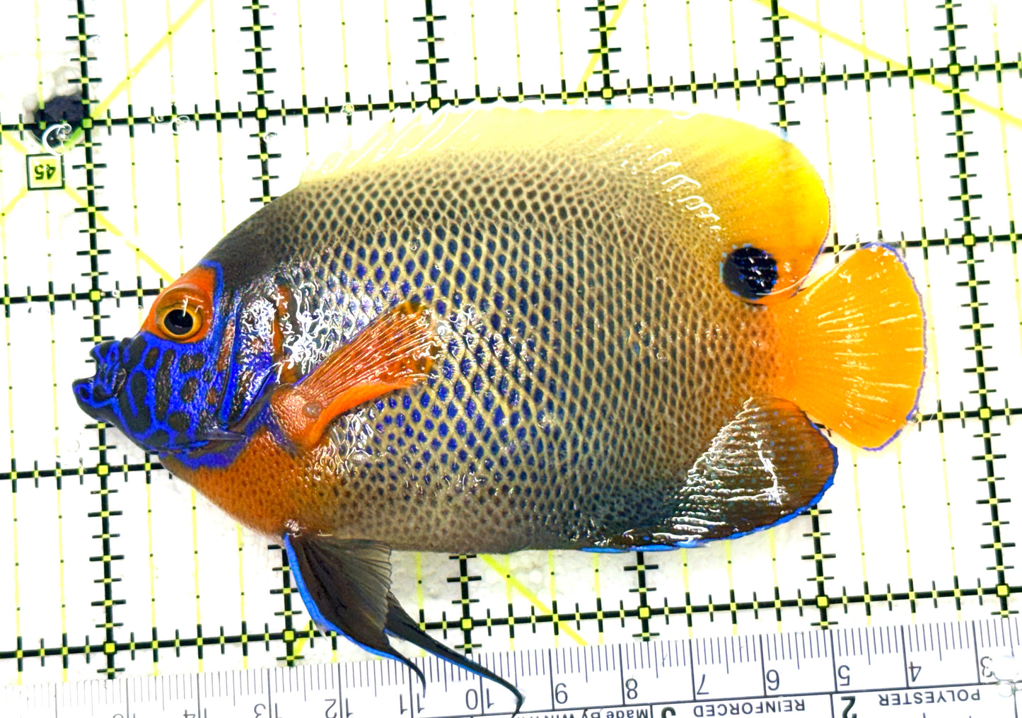 Blueface Angelfish Adult (Sumatra Vibrant Colors)BAA081801 WYSIWYG Size: L 5" approx