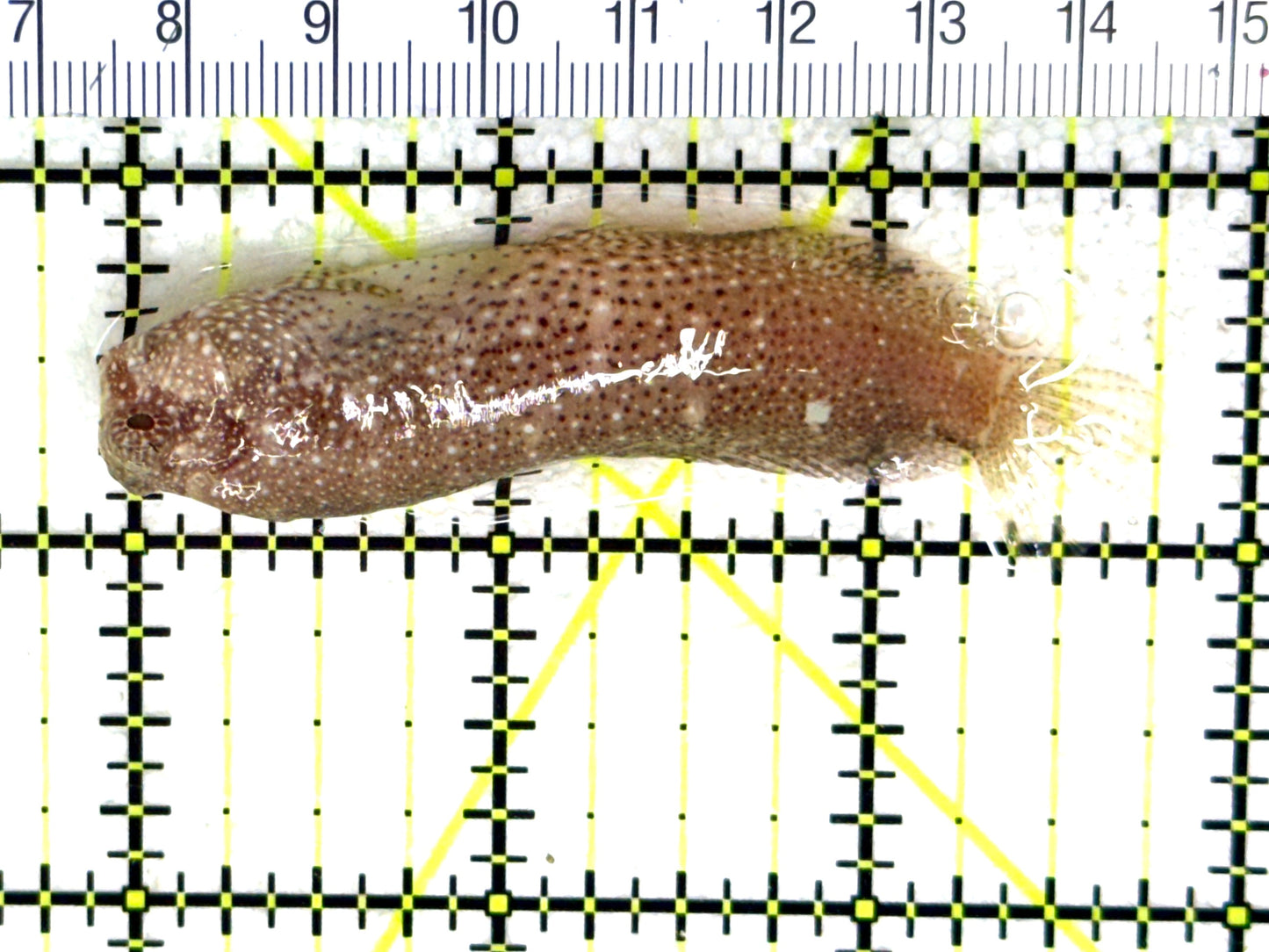 Starry Blenny SB081801 WYSIWYG Size: M 2.75" approx