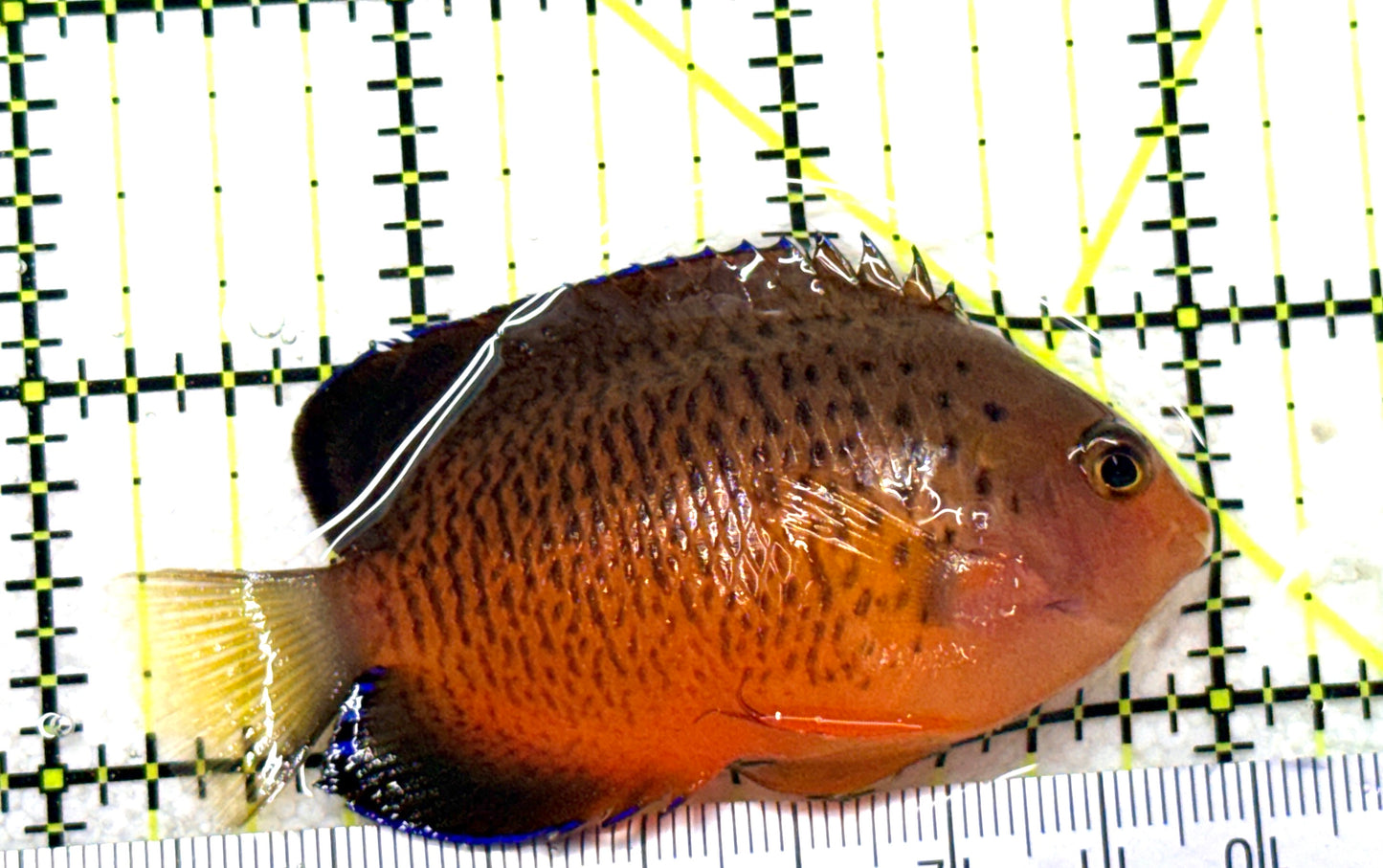 Rusty Angelfish RA081803 WYSIWYG Size: ML 2.75" approx