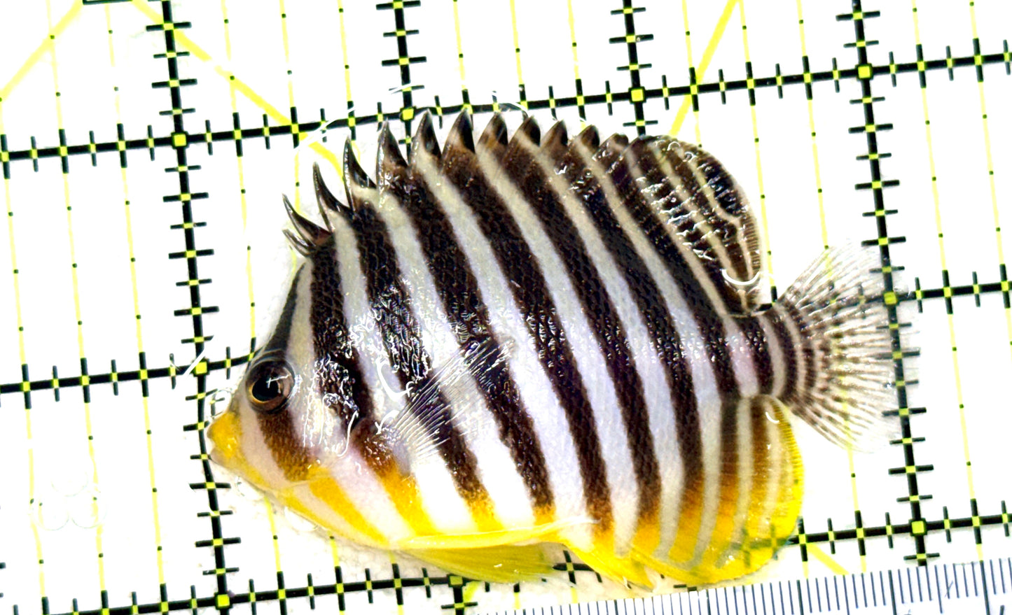 Multibar Angelfish MA081801 WYSIWYG Size: XL 3" approx