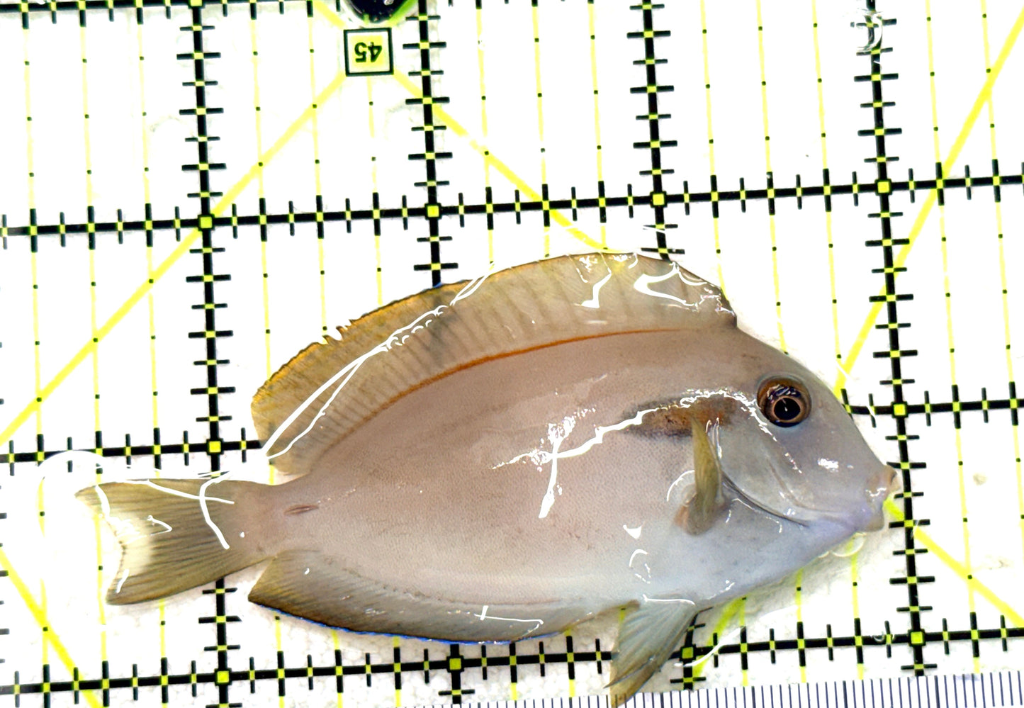 Orange Shoulder Tang OST081801 WYSIWYG Size: S Adult: 3.5" approx