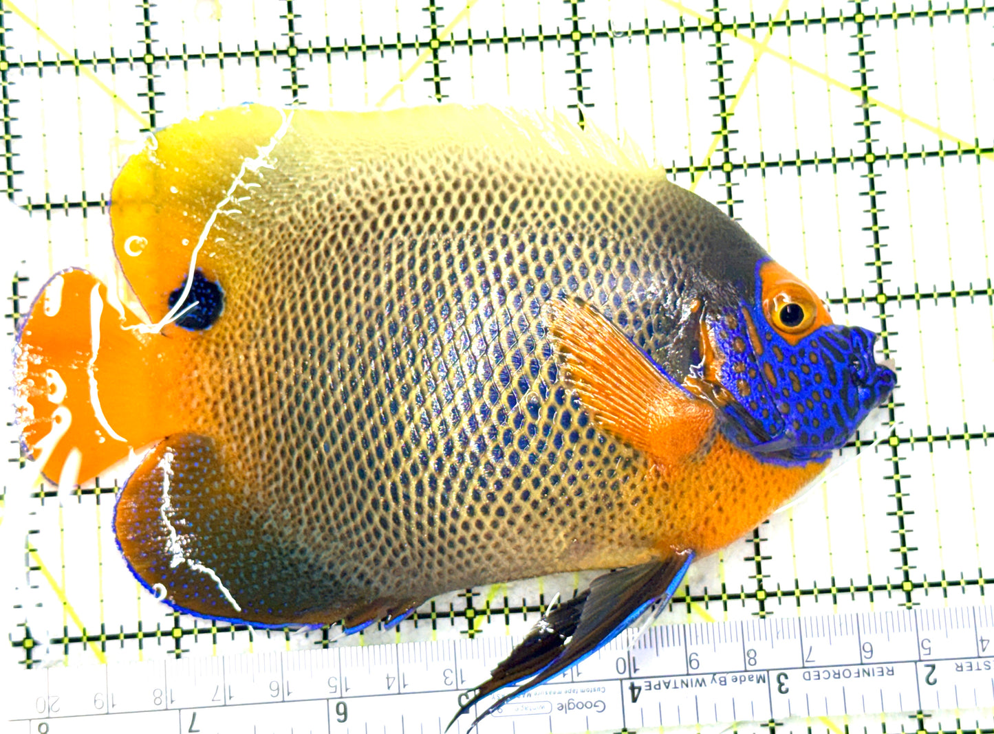 Blueface Angelfish Adult (Sumatra Vibrant Colors) BAA081803 WYSIWYG Size: XL 6" approx