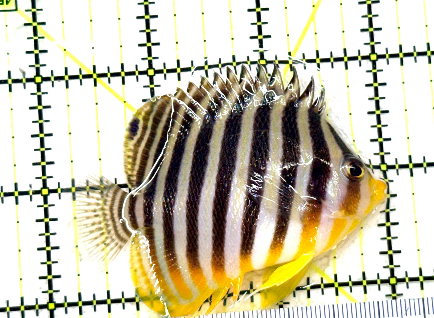 Multibar Angelfish MA081802 WYSIWYG Size: XL 2.75" approx