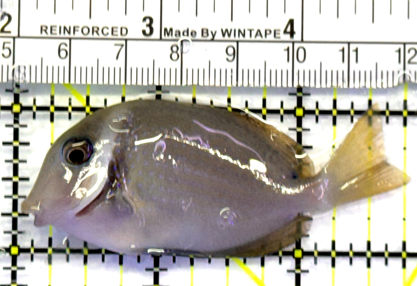 Whitebar Surgeonfish WS090301 WYSIWYG Size: M 2.75" approx