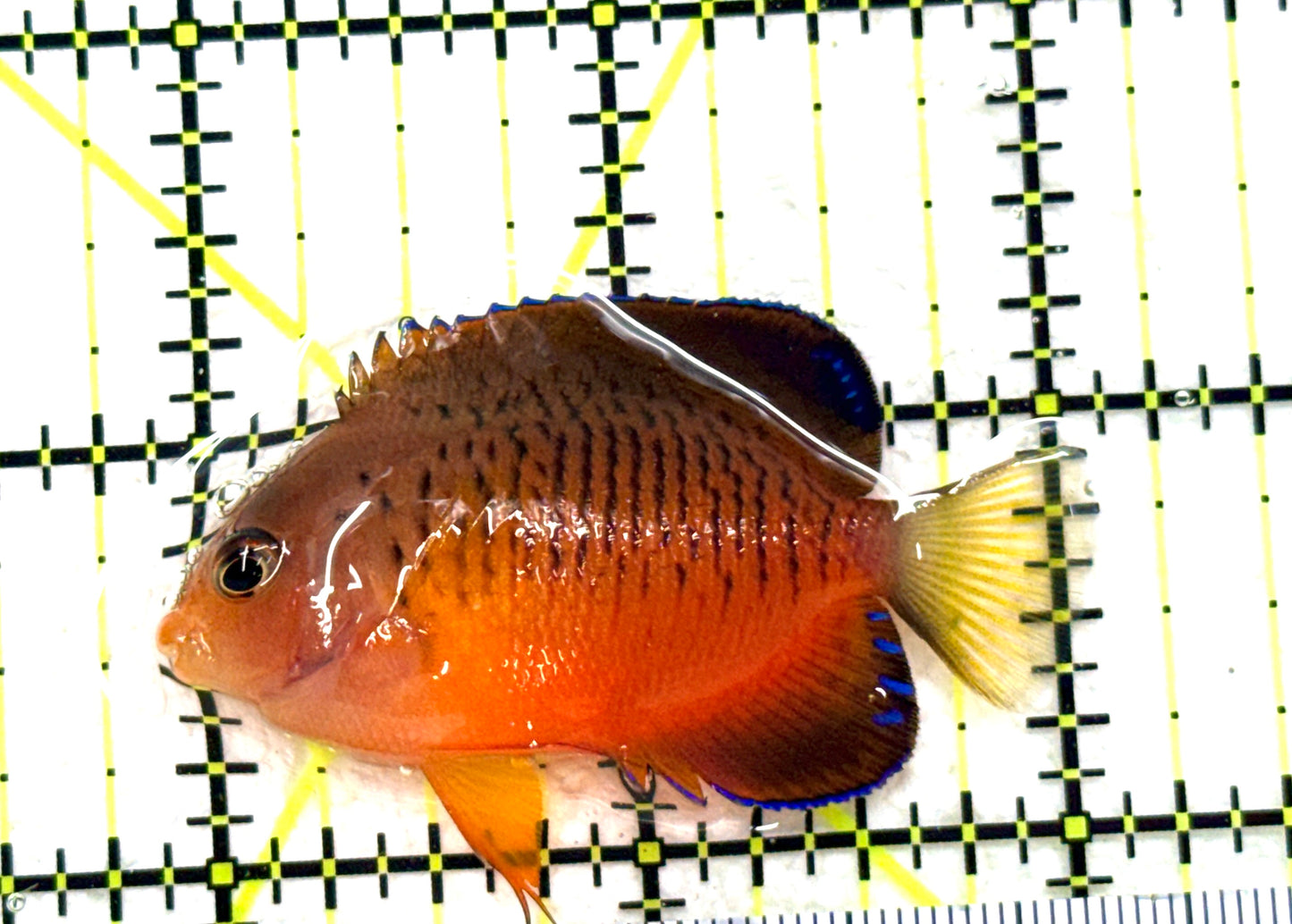 Rusty Angelfish RA081804 WYSIWYG Size: S 2"approx