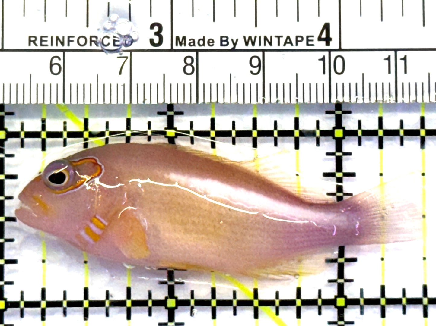 Arc-Eye Hawkfish AEH083101 WYSIWYG Size: L 2.5" approx