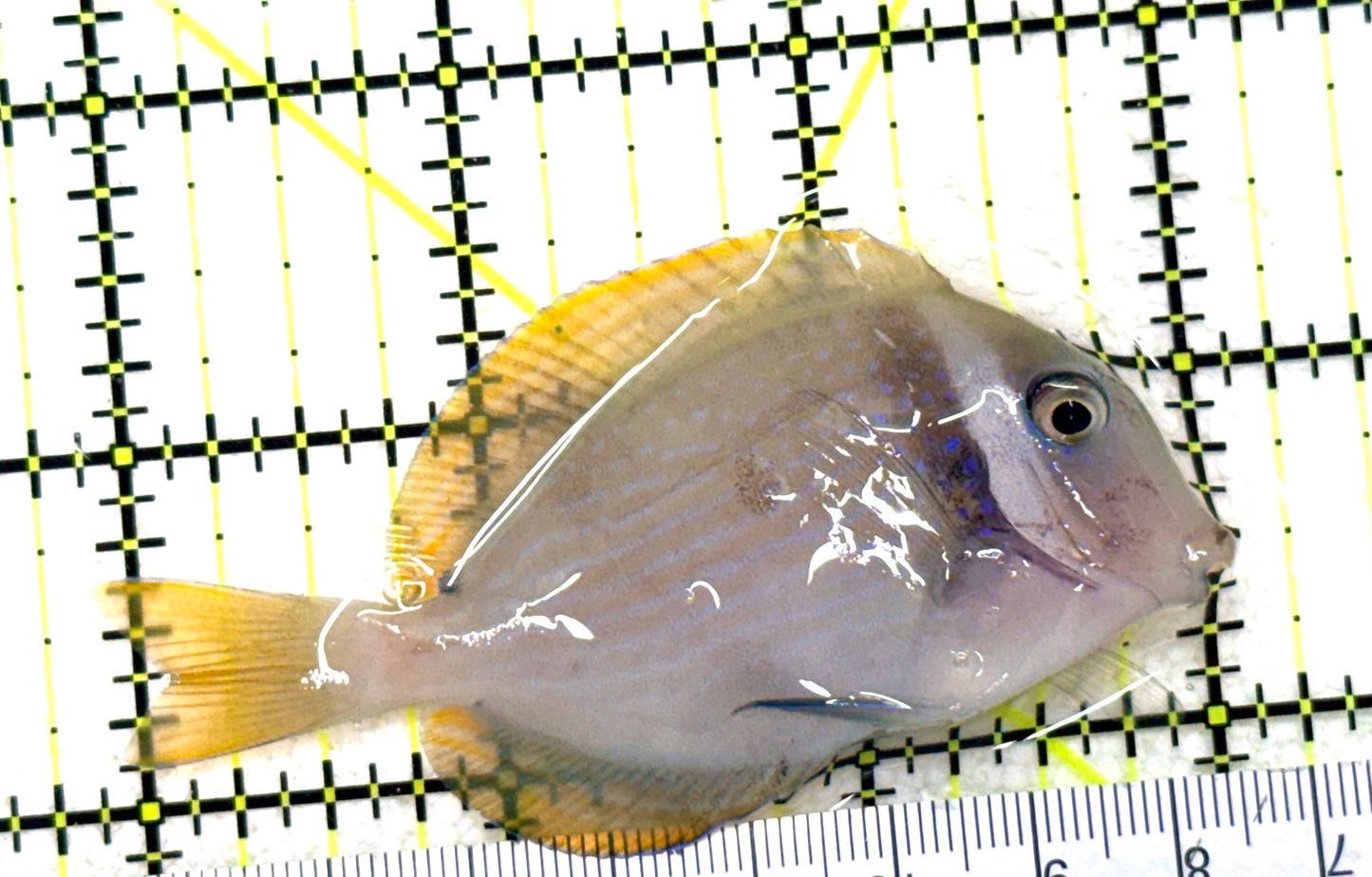 Rare Cebu Vibrant Whitebar Surgeonfish RCVWS081801 WYSIWYG Size: ML 3" approx