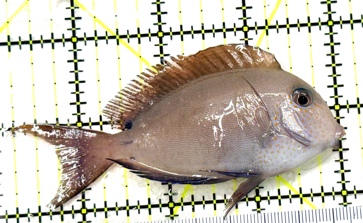 Lavender Tang LT081801 WYSIWYG Size: M 3.75" approx