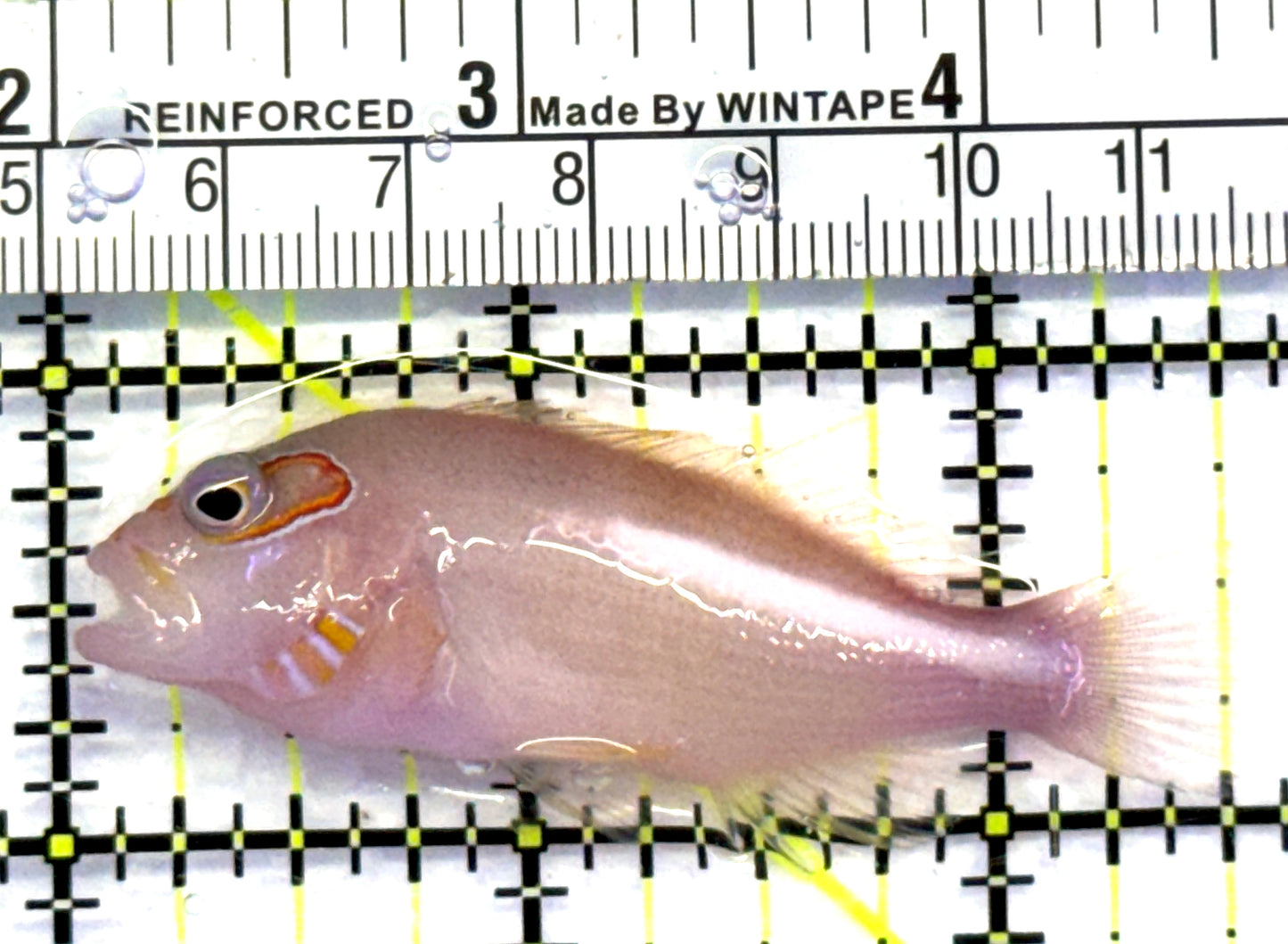 Arc-Eye Hawkfish AEH083102 WYSIWYG Size: L 2.5" approx