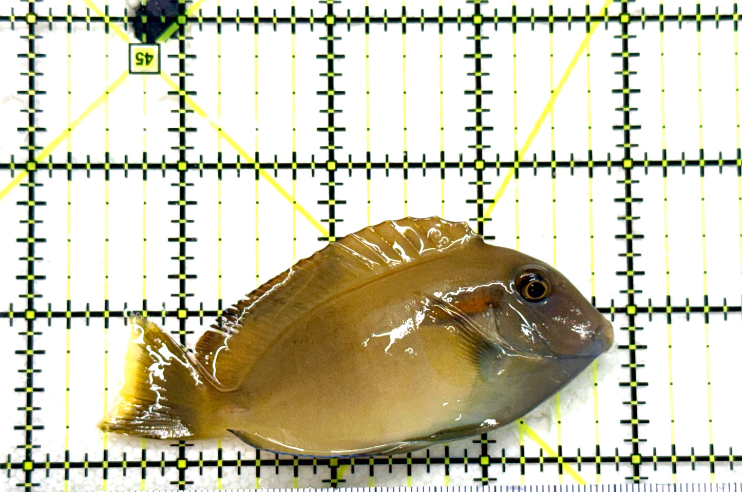 Orange Shoulder Tang OST081802 WYSIWYG Size: S Adult: 3.5" approx