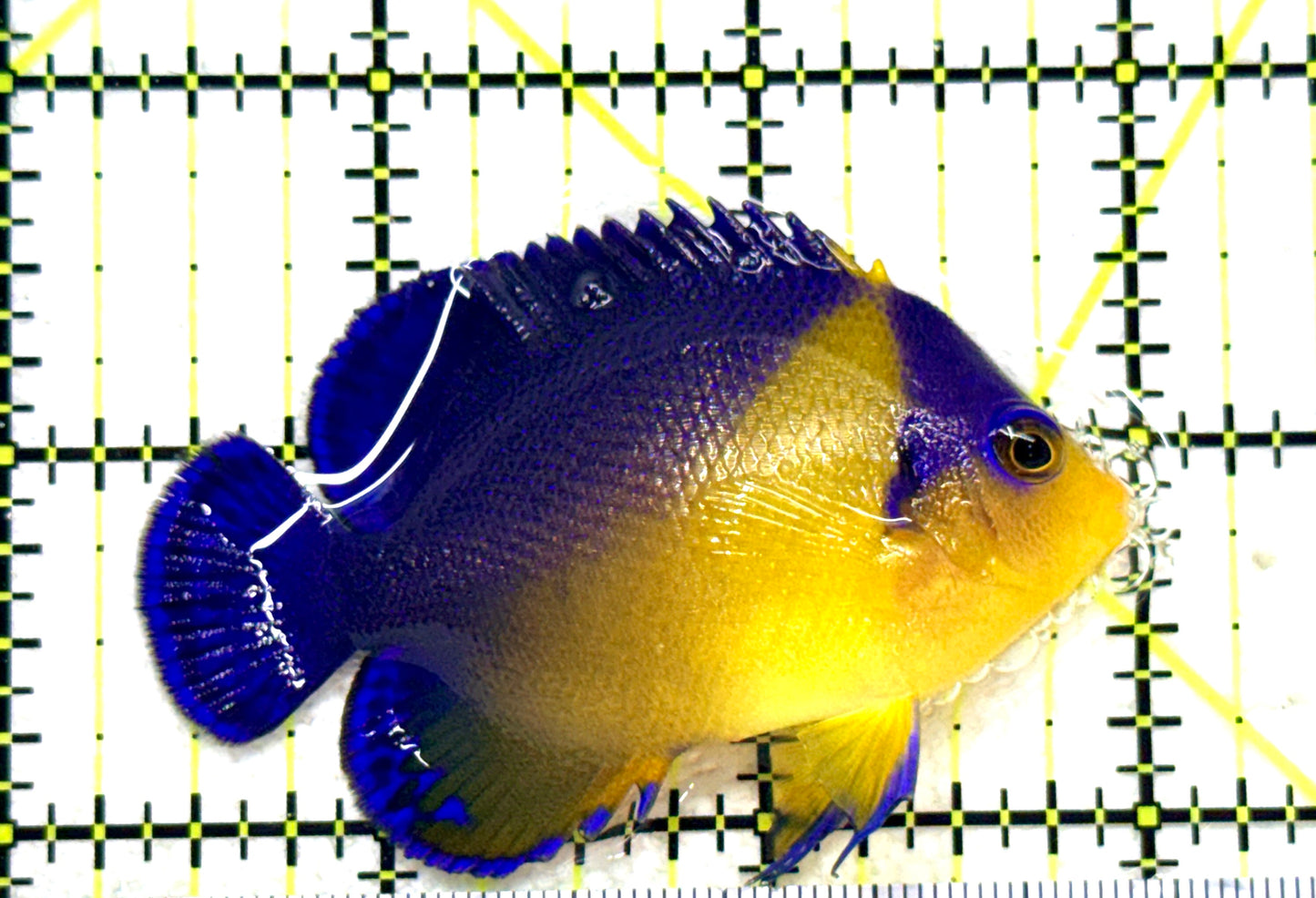 Venustus Angelfish VA081802 WYSIWYG Size: M 2.5" approx