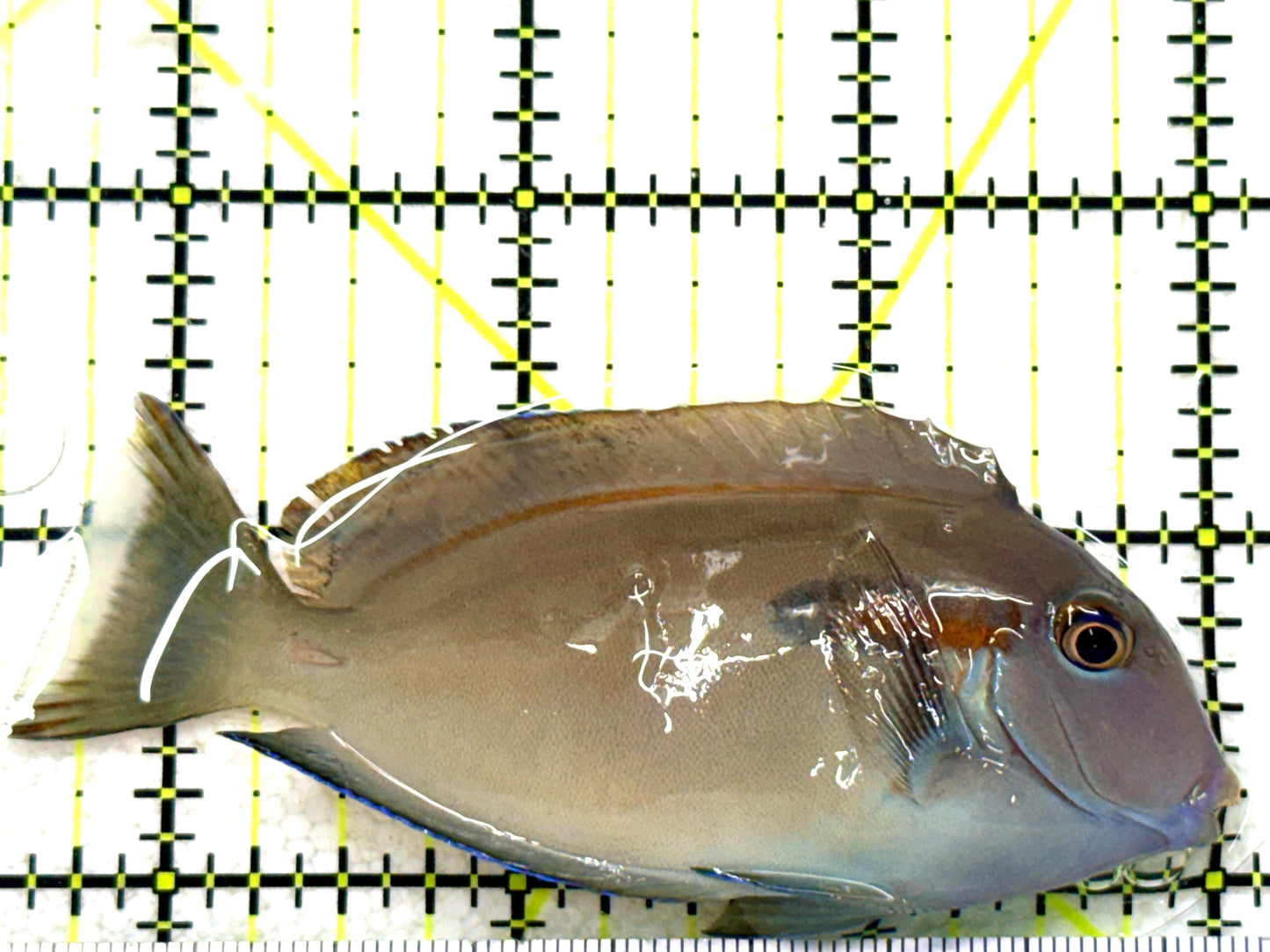 Orange Shoulder Tang OST081803 WYSIWYG Size: S Adult: 3.25" approx