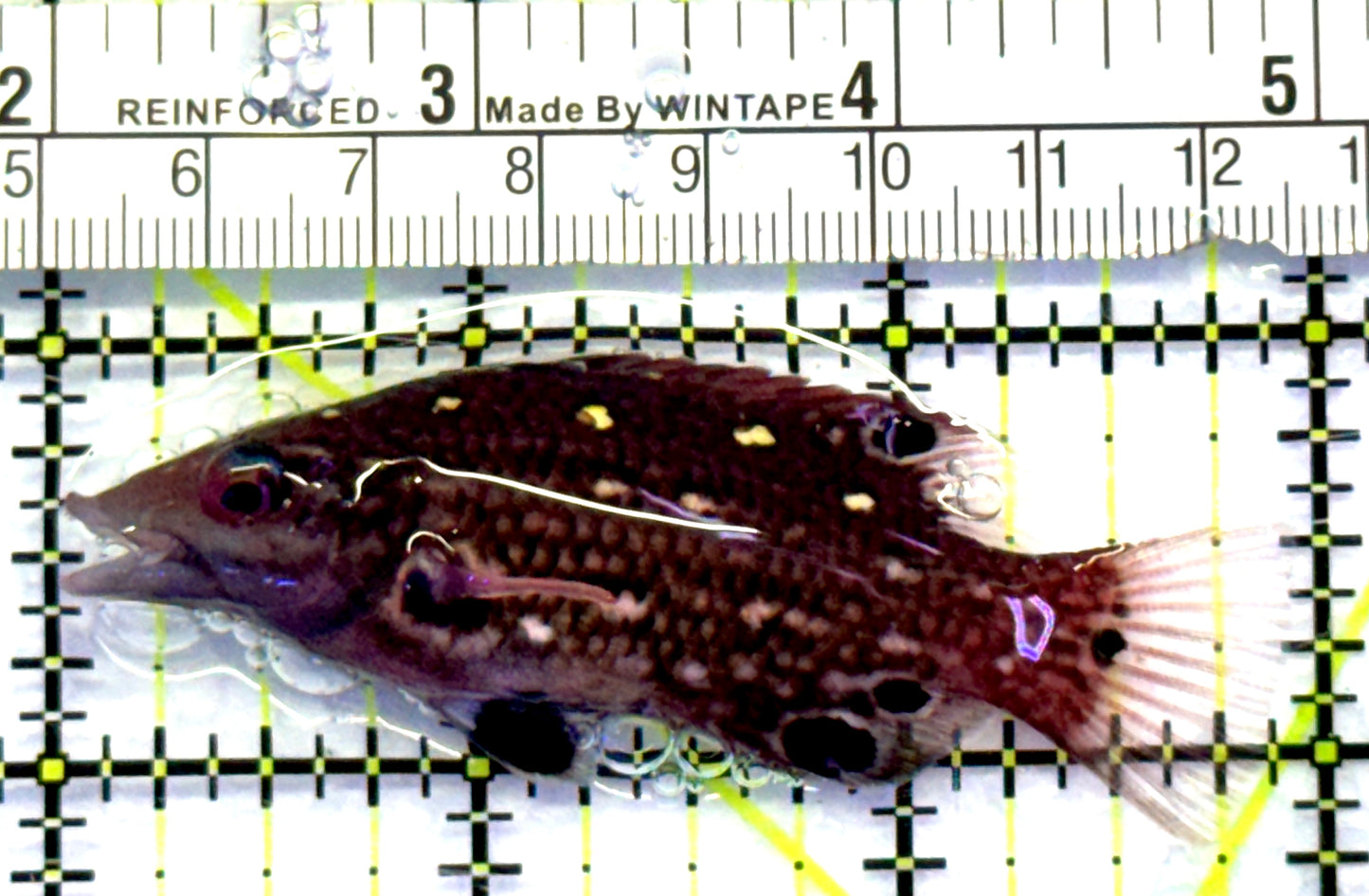 Diana's Hogfish DH083101 WYSIWYG Size: M 3" approx