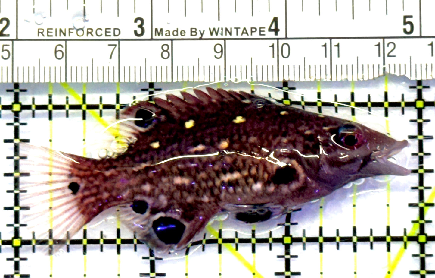 Diana's Hogfish DH083101 WYSIWYG Size: M 3" approx
