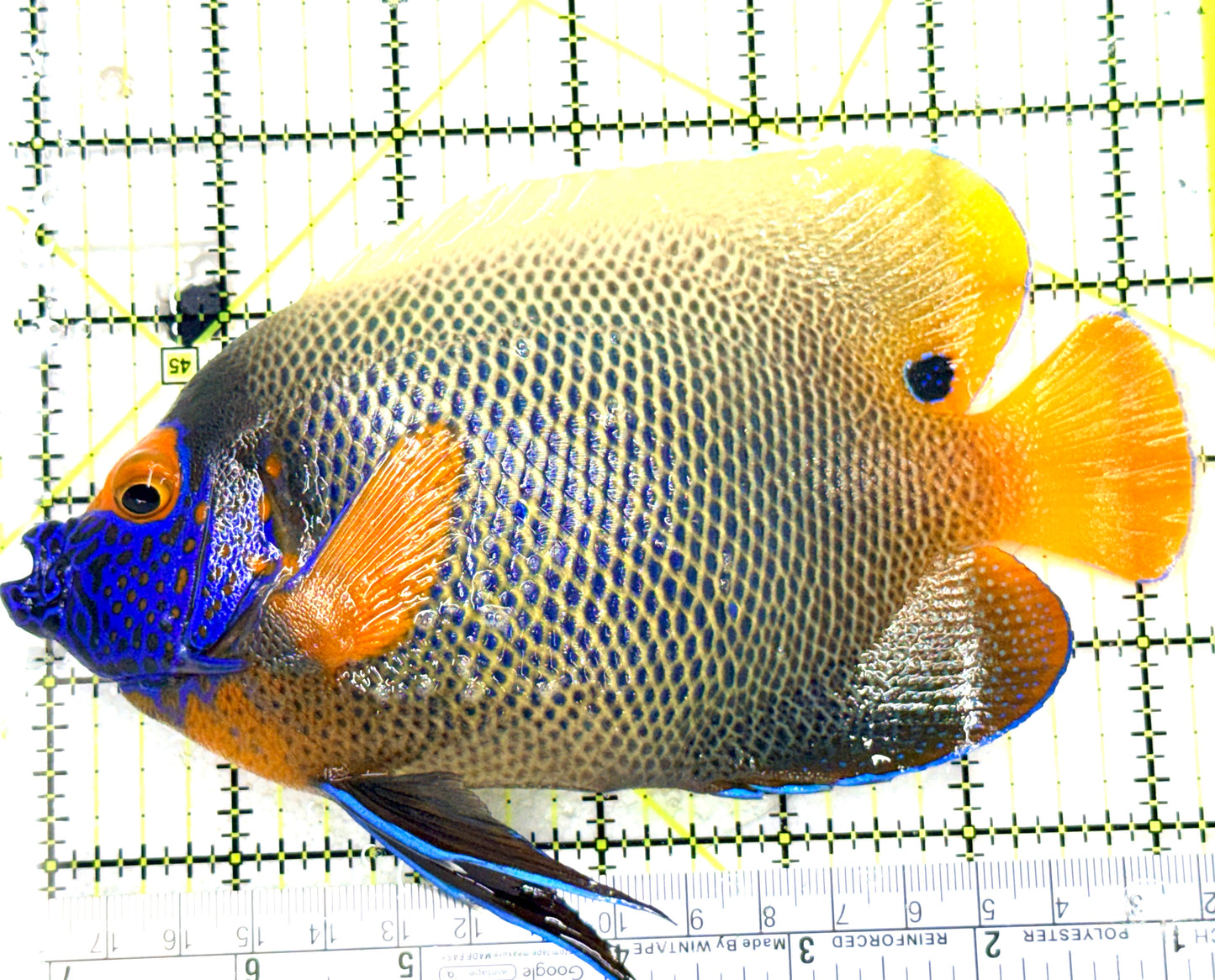 Blueface Angelfish Adult (Sumatra Vibrant Colors) BAA081804 WYSIWYG Size: XXL/Show 6.5" approx