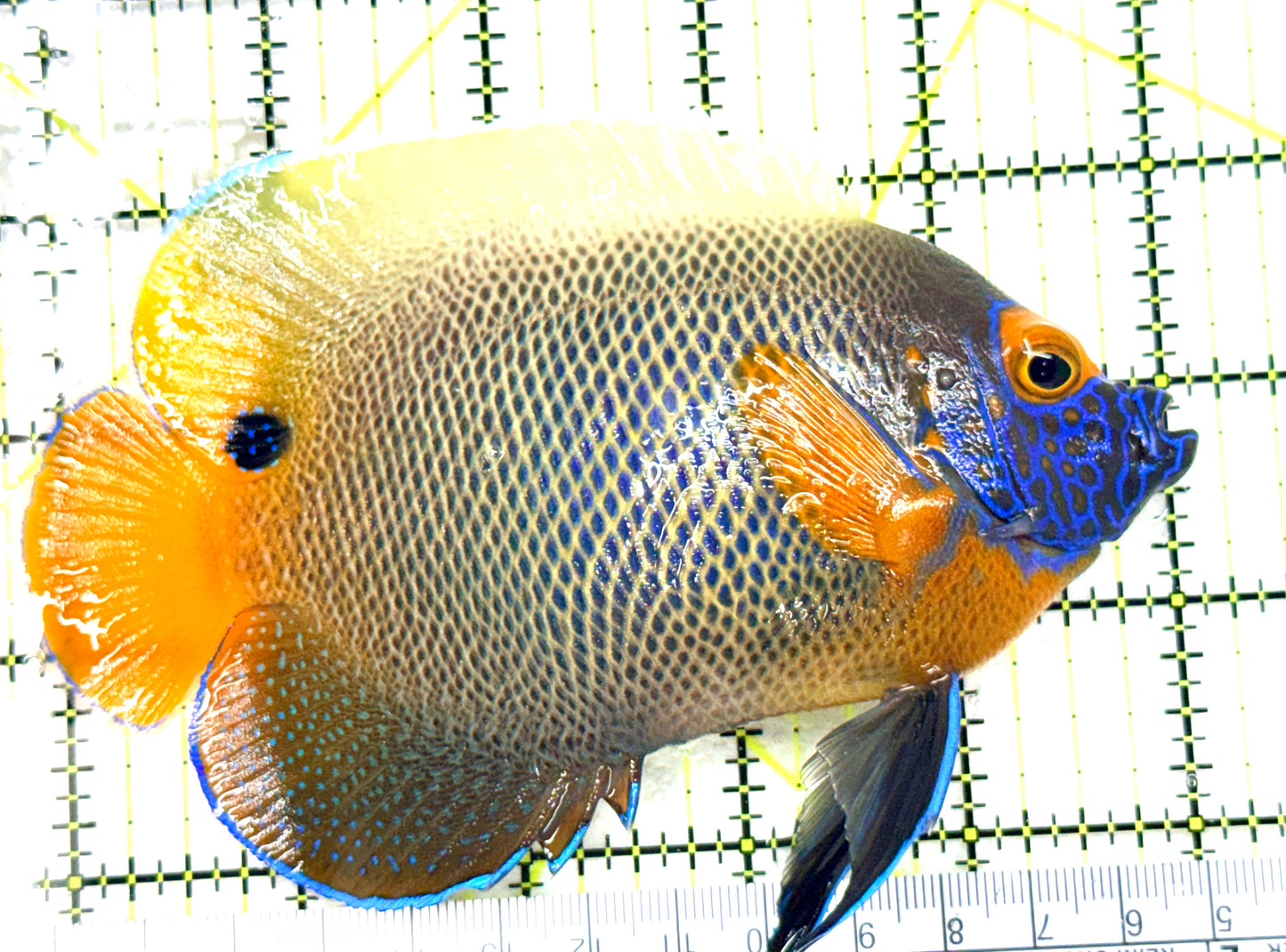 Blueface Angelfish Adult (Sumatra Vibrant Colors)BAA081802 WYSIWYG Size: L 5" approx