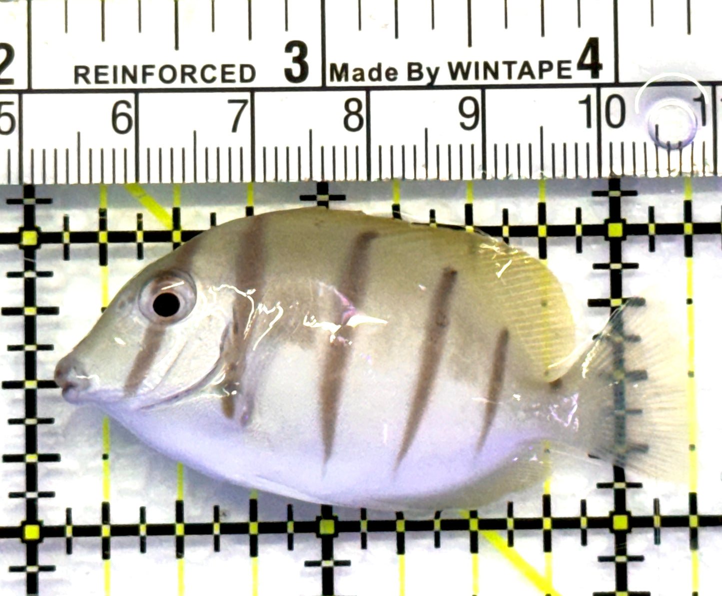 Convict Tang CT083101 WYSIWYG Size: S 2.25" approx