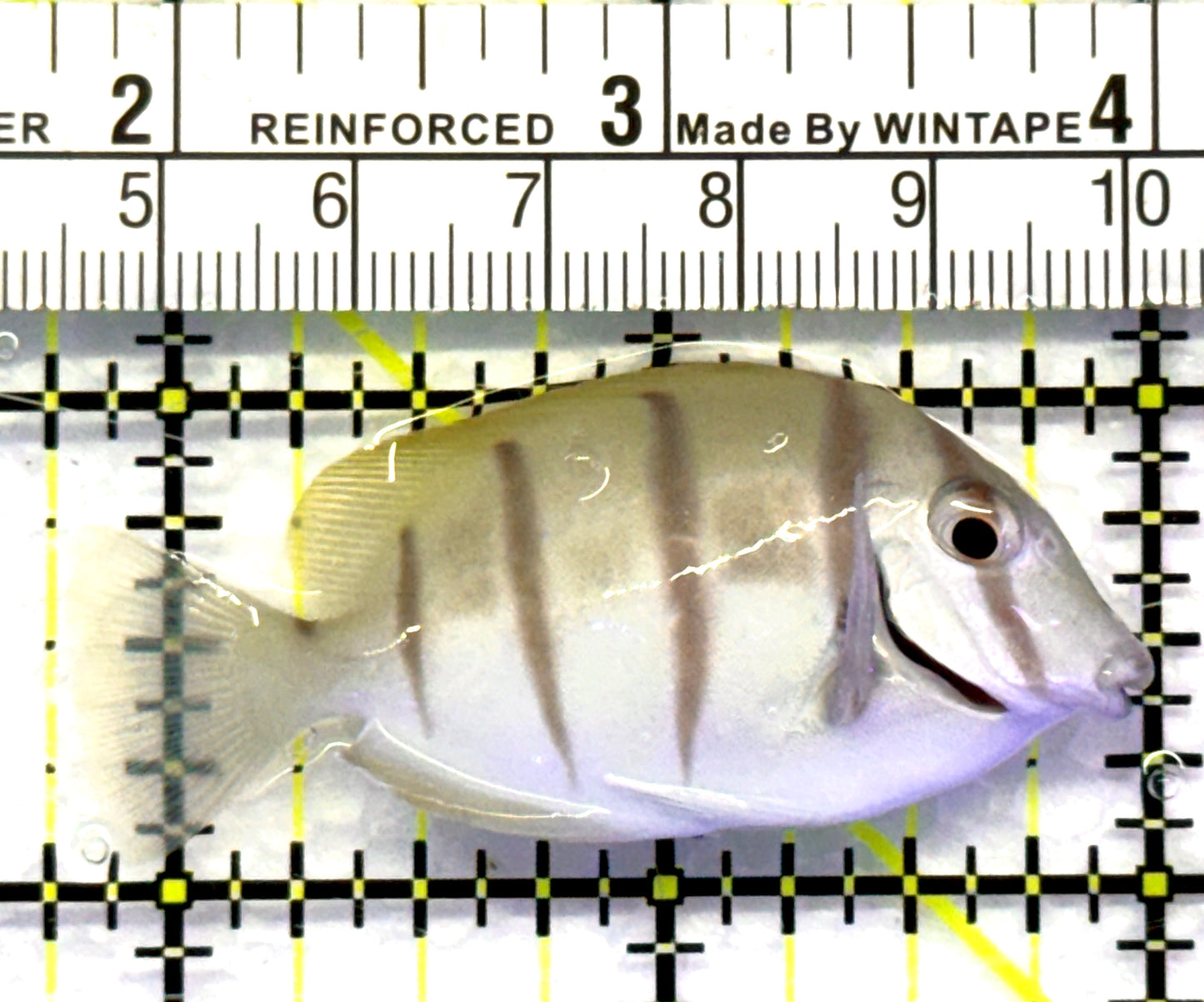 Convict Tang CT083101 WYSIWYG Size: S 2.25" approx