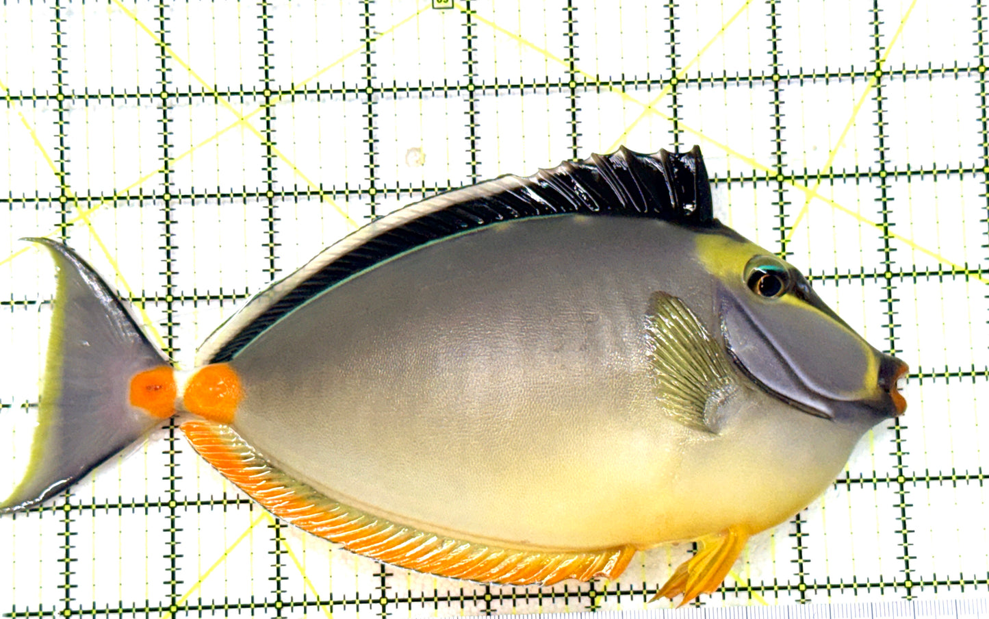 Naso Tang NT081802 WYSIWYG Size: XXXL 8.5" approx