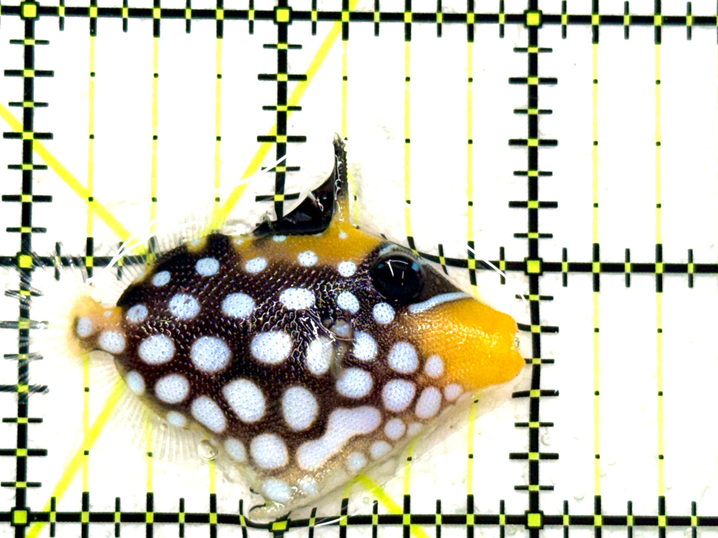 Clown Triggerfish CT081801 WYSIWYG Size: S 2" Approx