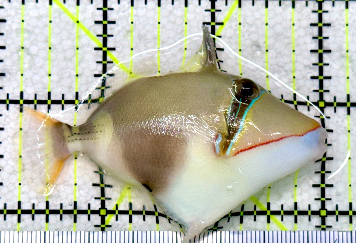 Bursa Triggerfish BT081801 WYSIWYG Size: M 2.75"