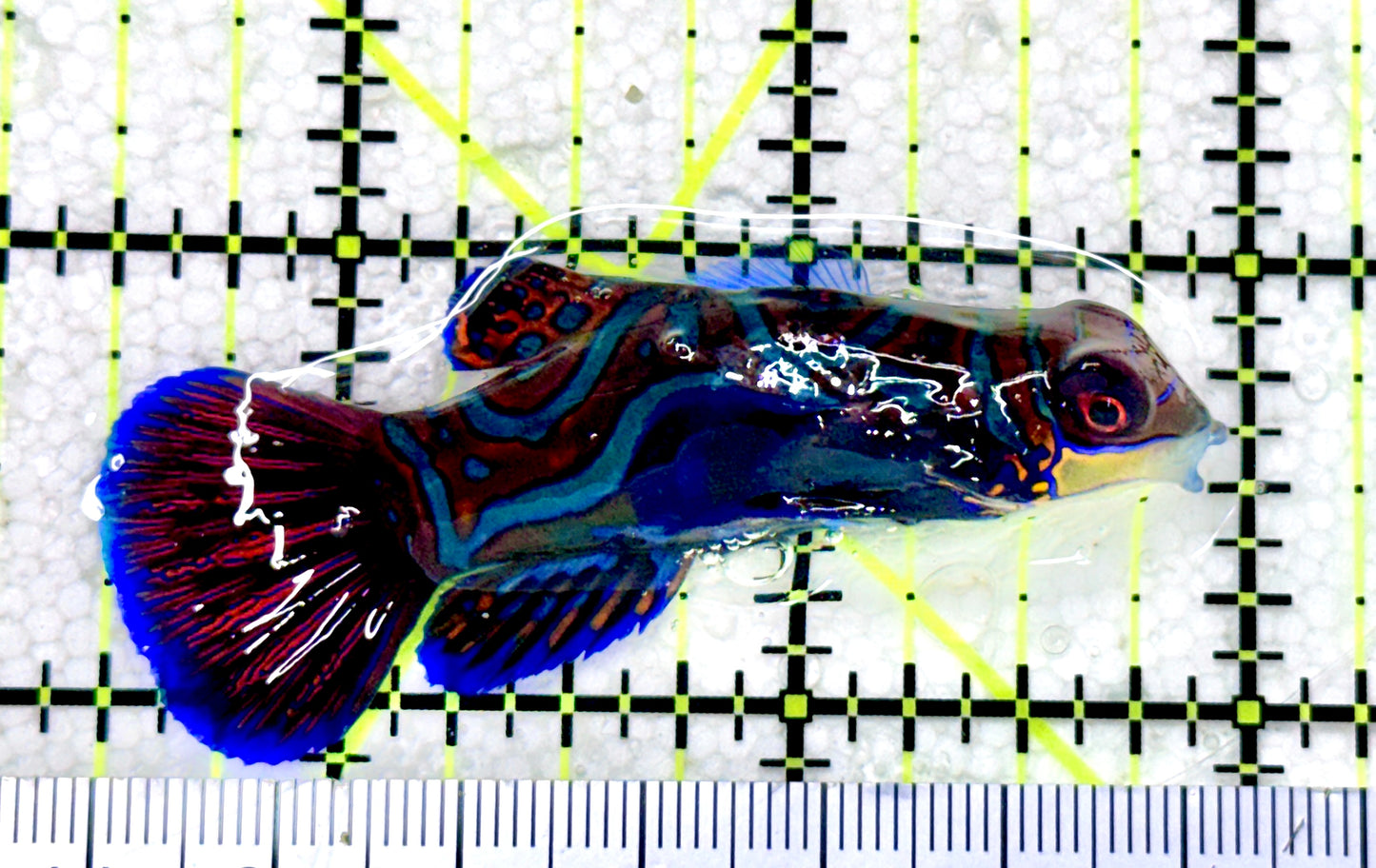 Green Mandarin Dragonet GMD081802 WYSIWYG Size: XL 2.5"