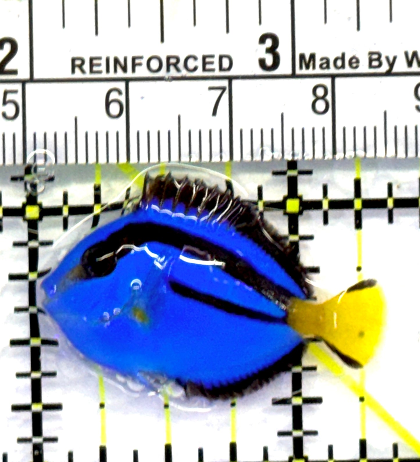 Blue Hippo Tang BHT083104 WYSIWYG Size: Tiny 1.25" approx