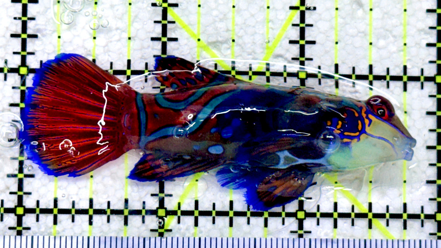 Green Mandarin Dragonet GMD081803 WYSIWYG Size: XXL 2.75"