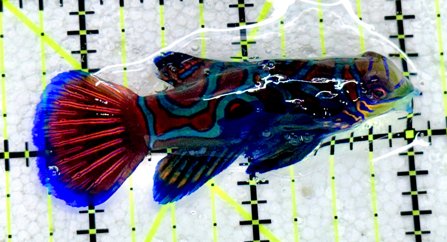 Green Mandarin Dragonet GMD081804 WYSIWYG Size: XL 2.25"