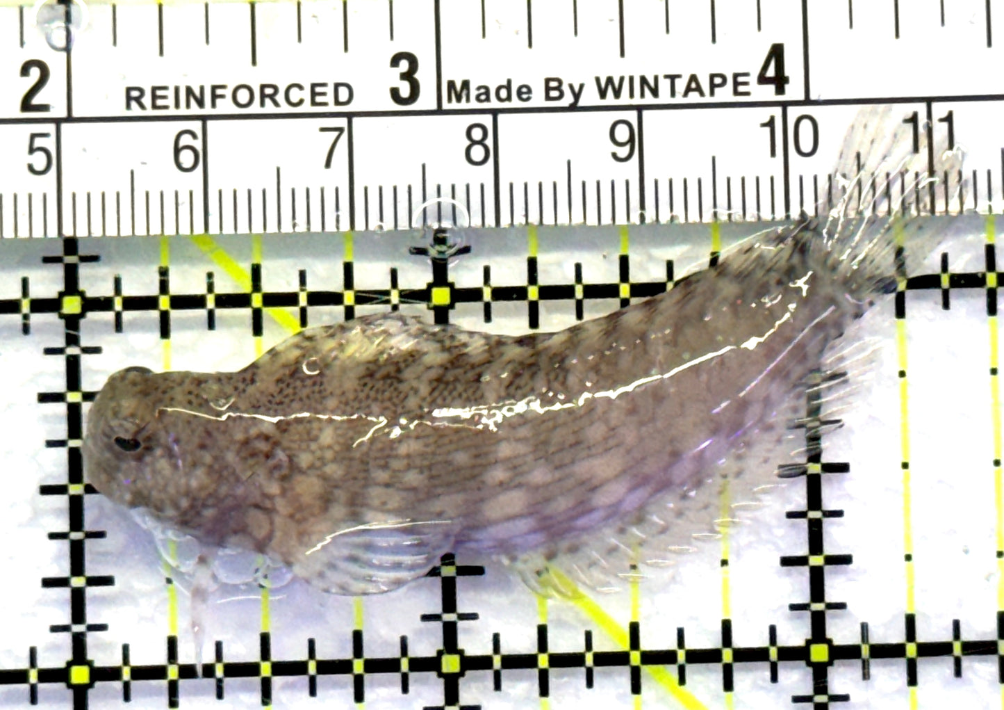 Lawnmower Blenny LB083101 WYSIWYG Size: M 2.5" approx