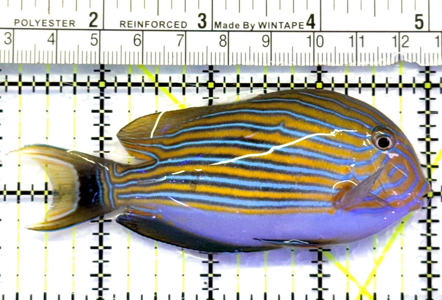 Clown Tang CT083101 WYSIWYG Size: M 4" approx