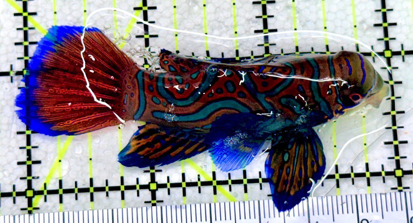 Green Mandarin Dragonet GMD081805 WYSIWYG Size: XXL 3"