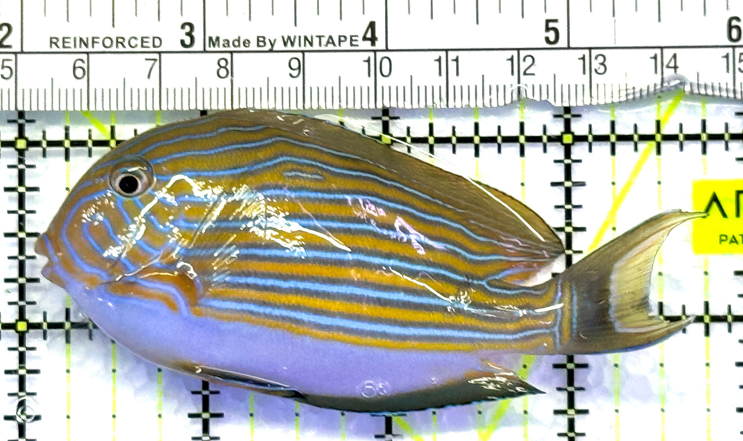 Clown Tang CT083101 WYSIWYG Size: M 4" approx
