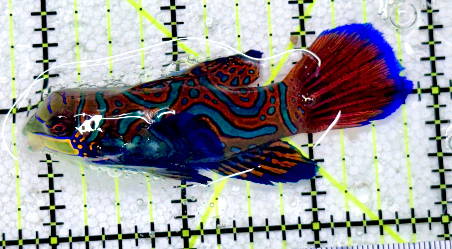 Green Mandarin Dragonet GMD081806 WYSIWYG Size: XXL 3"
