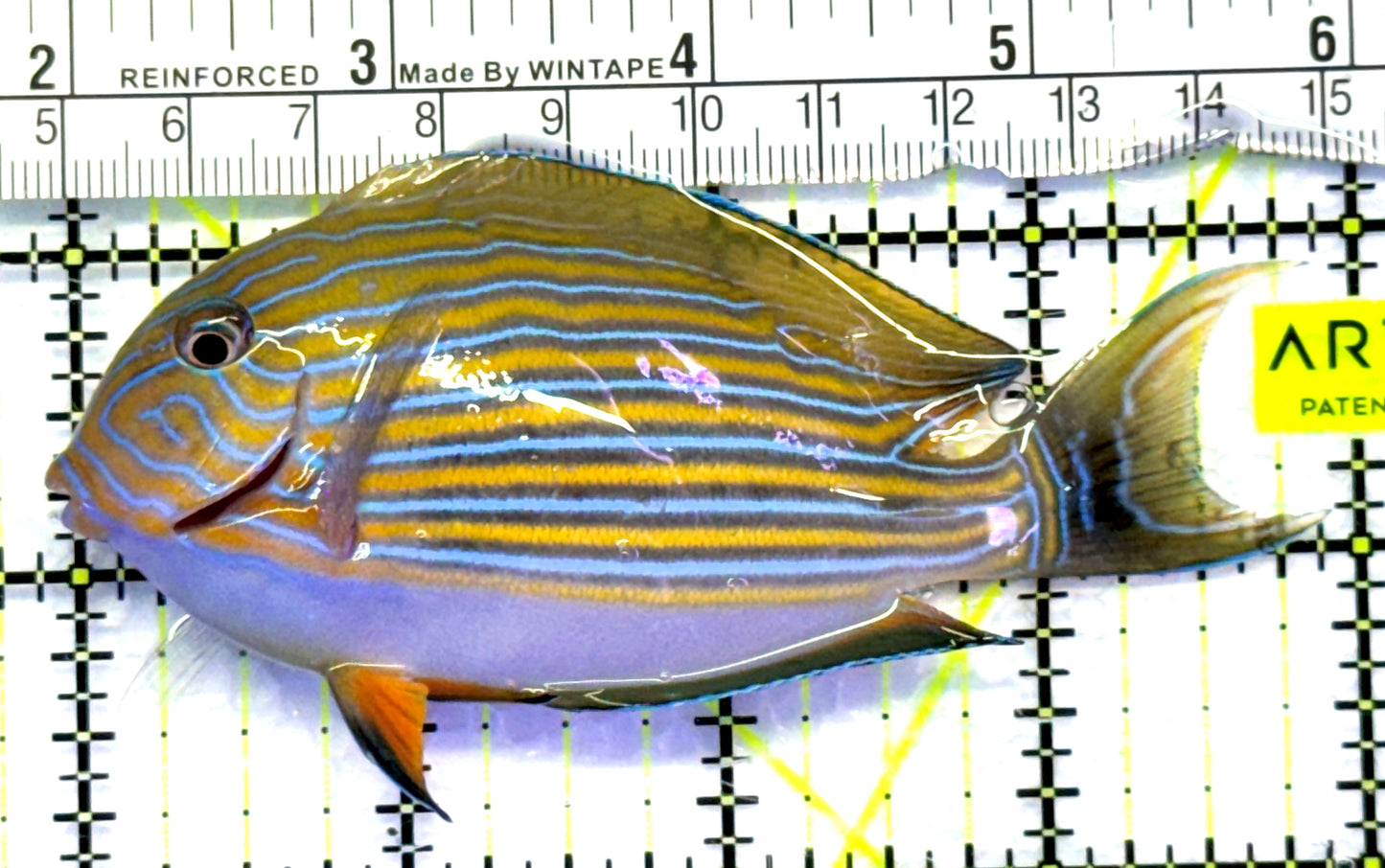 Clown Tang CT083102 WYSIWYG Size: M 4" approx