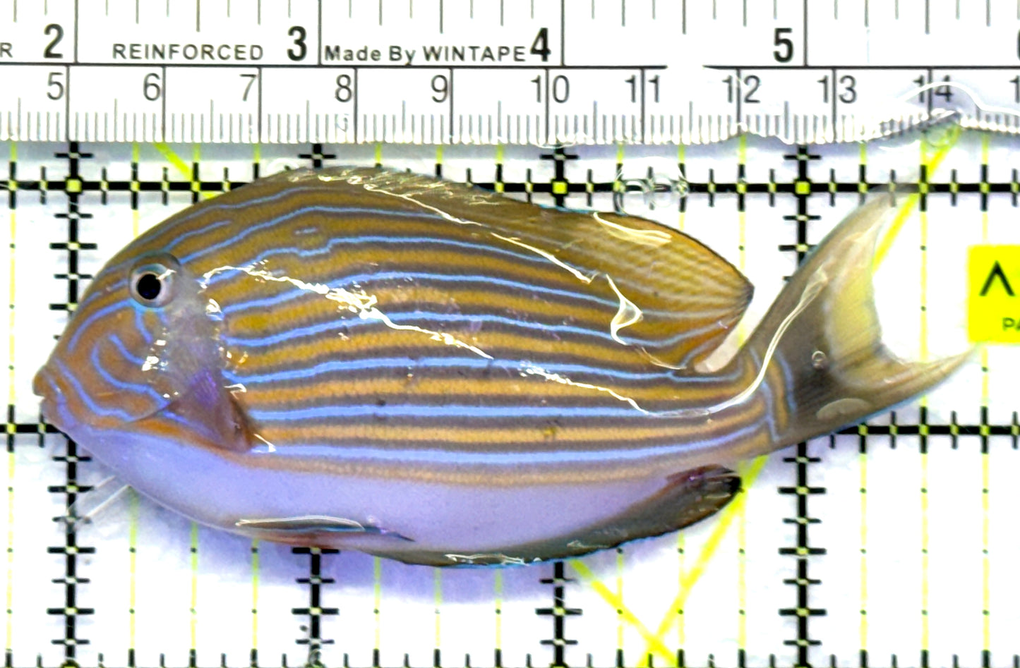 Clown Tang CT083103 WYSIWYG Size: M 4" approx