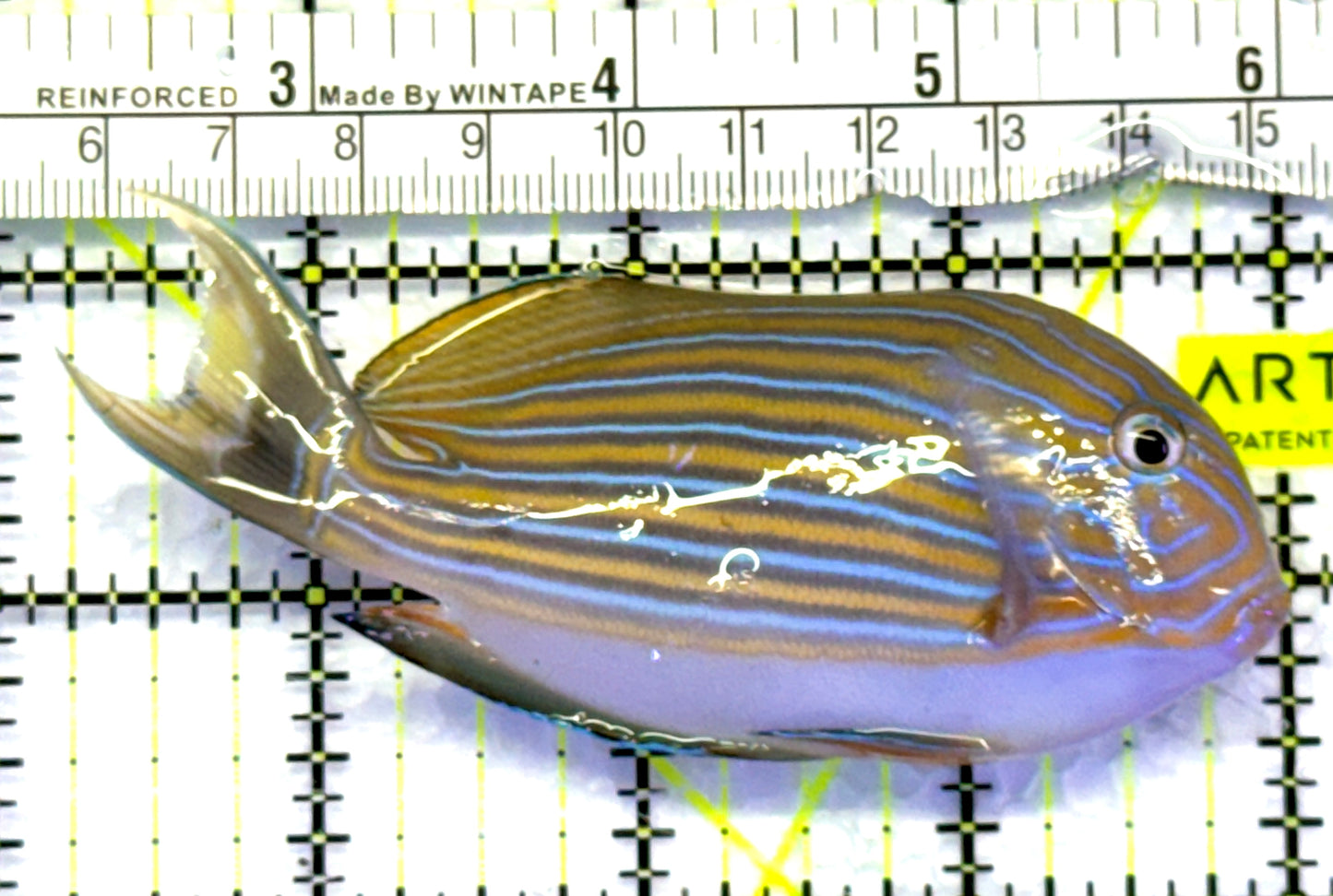Clown Tang CT083103 WYSIWYG Size: M 4" approx