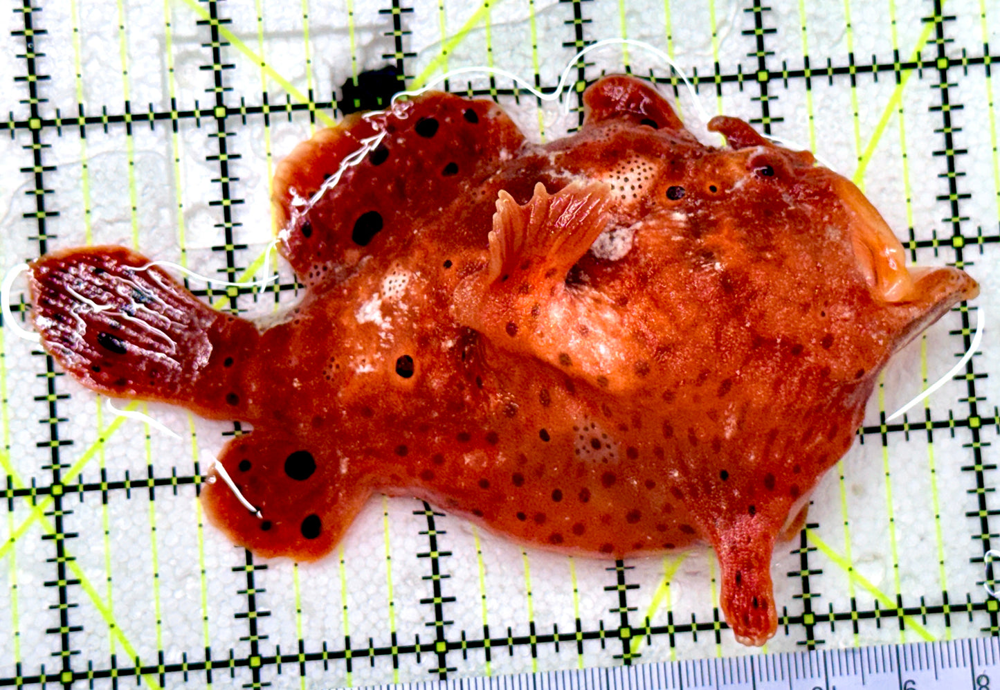 Red Warty Angler RWA081801 WYSIWYG Size: XL 5"