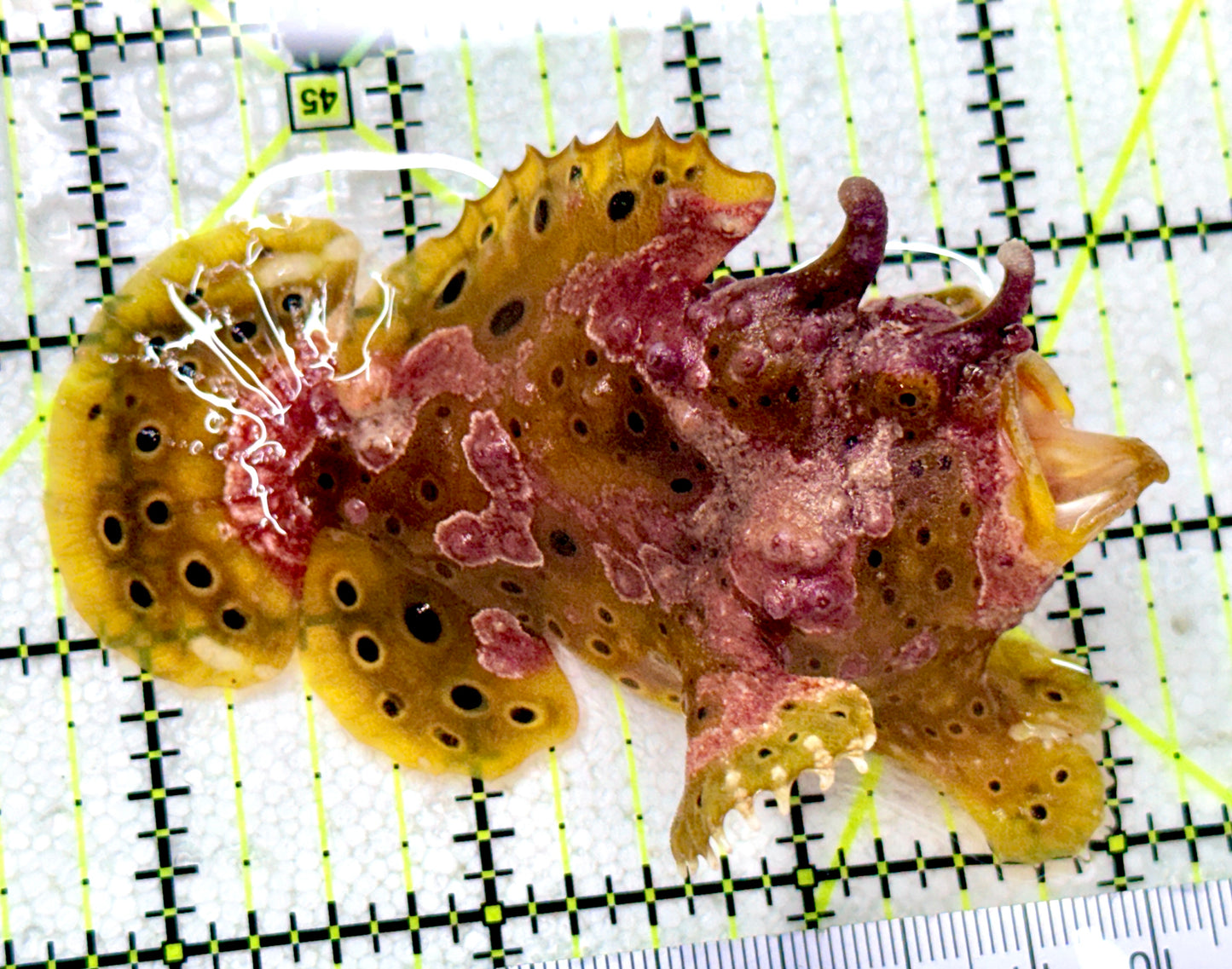 Yellow Pink Warty Angler YPWA081801 WYSIWYG Size: L 3.5"