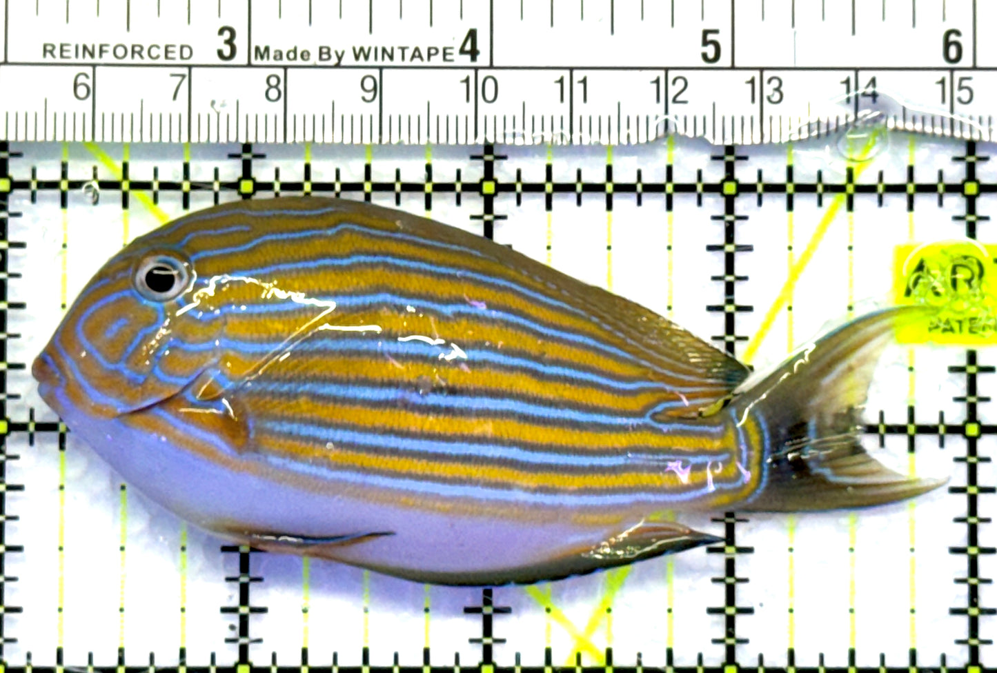 Clown Tang CT083104 WYSIWYG Size: M 4" approx