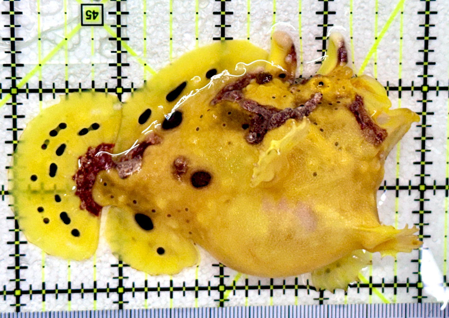 Yellow Pink Warty Angler YPWA081802 WYSIWYG Size: L 4"