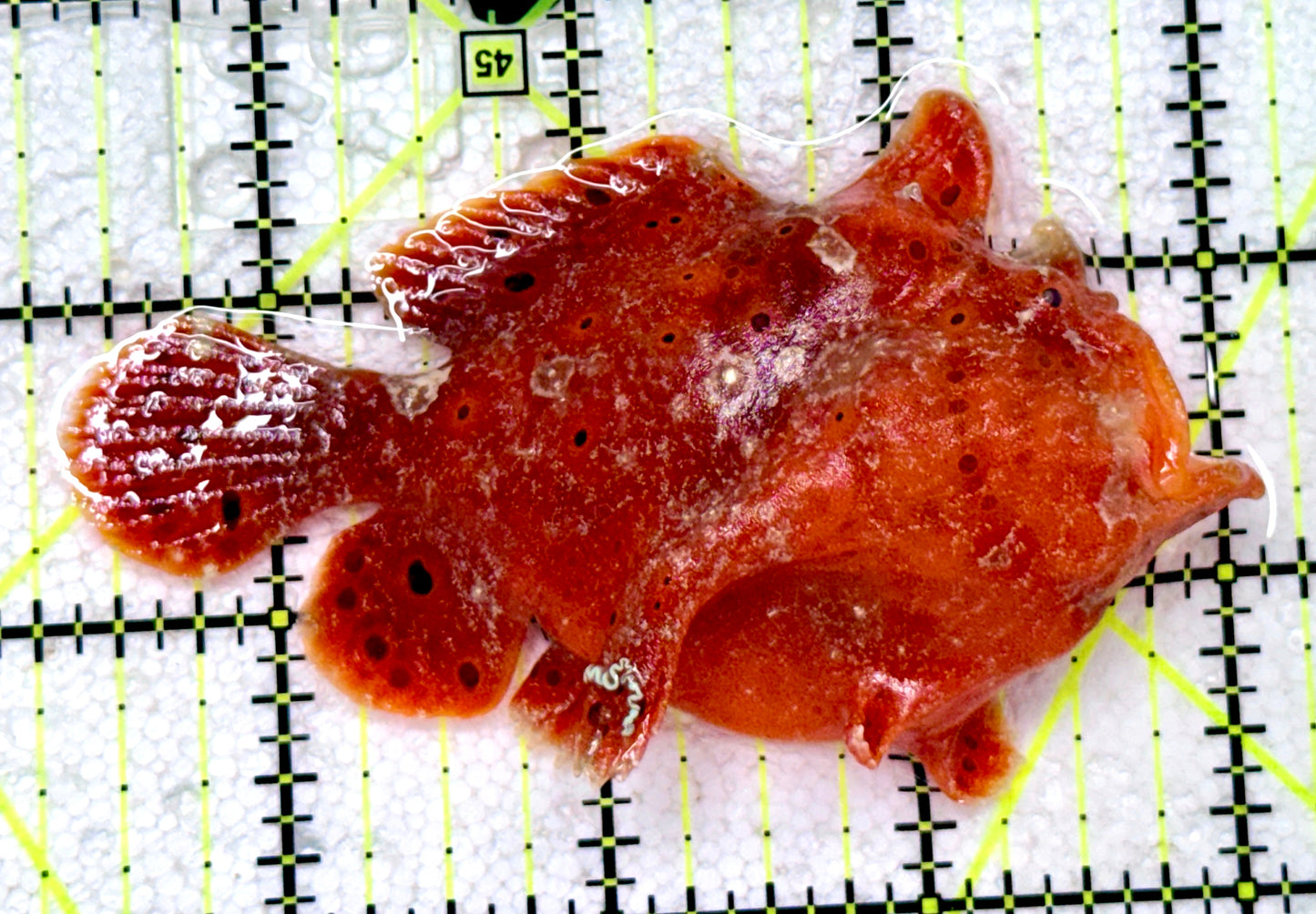 Red Warty Angler RWA081803 WYSIWYG Size: L 3.75"