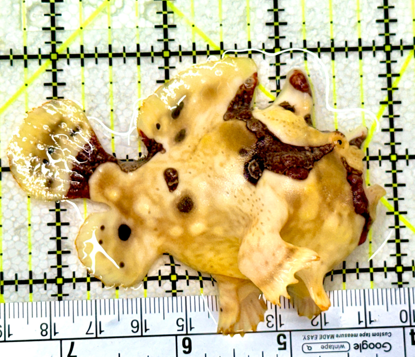 Yellow Pink Warty Angler YPWA081803 WYSIWYG Size: L 3.25"