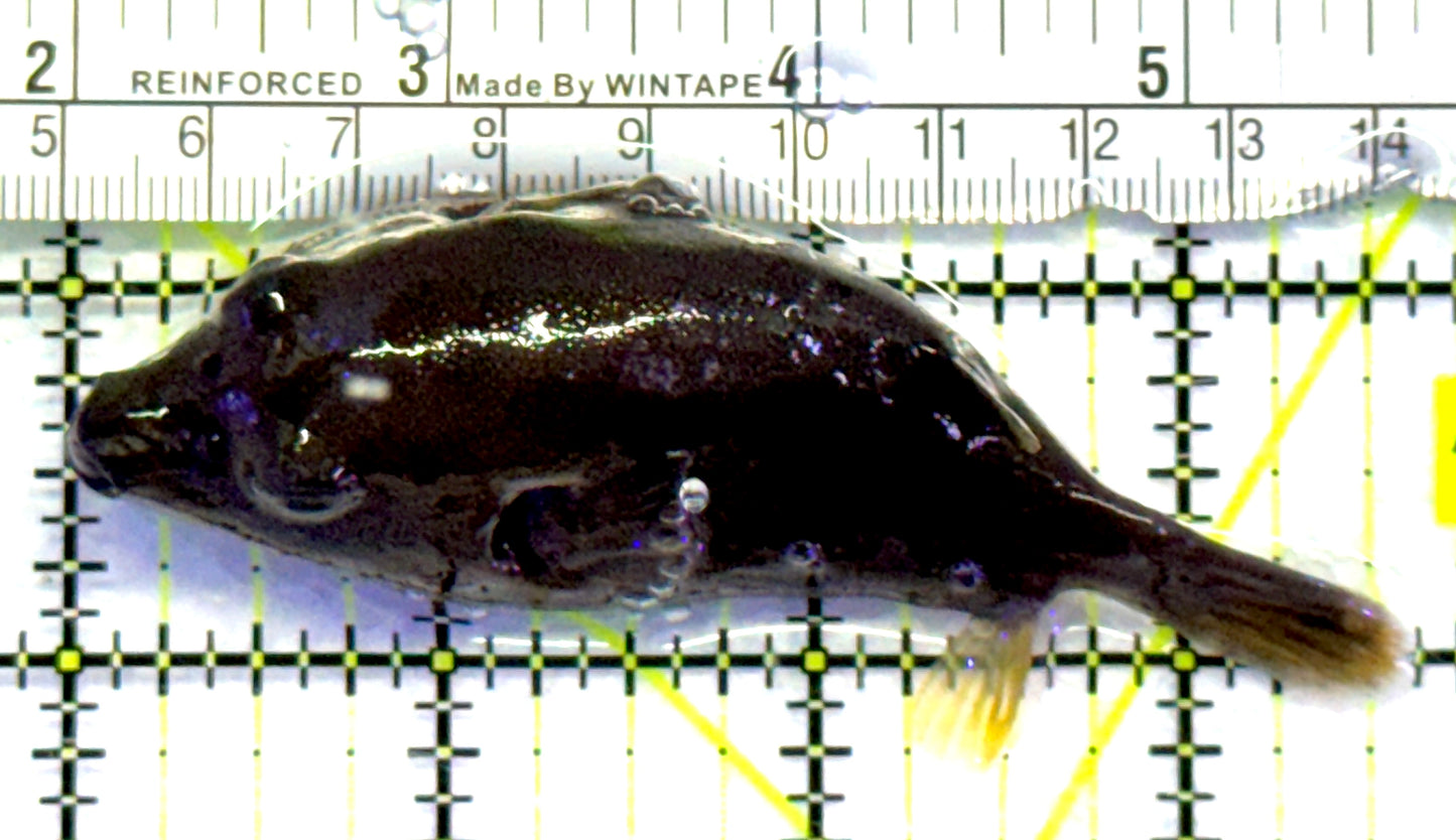 Dogface Pufferfish DP083101 WYSIWYG Size: M 3.5" approx