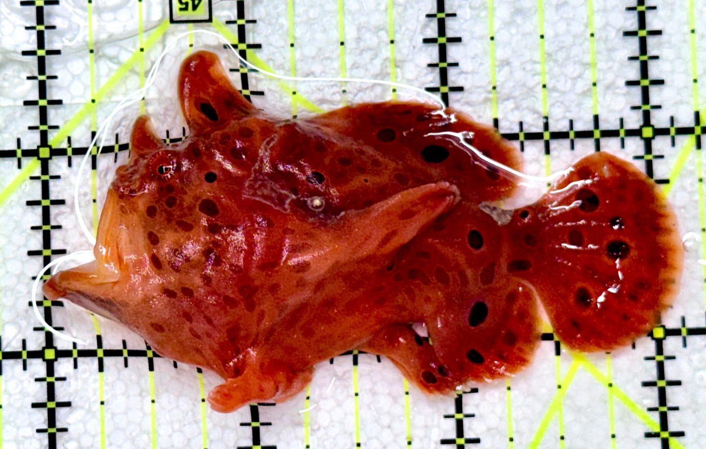 Red Warty Angler RWA081804 WYSIWYG Size: M 3"