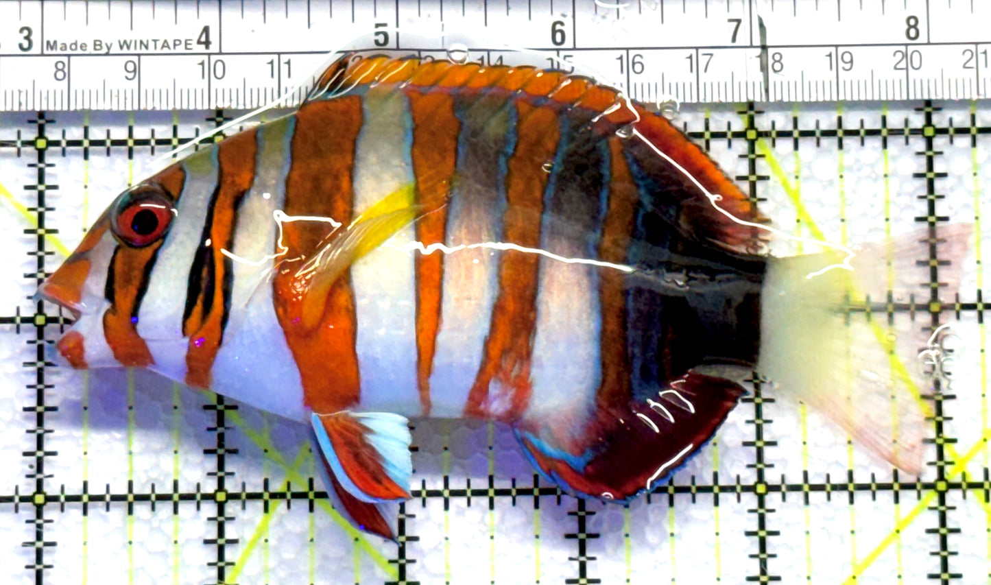 Harlequin Tuskfish HT083102 WYSIWYG Size: L 4.25" approx