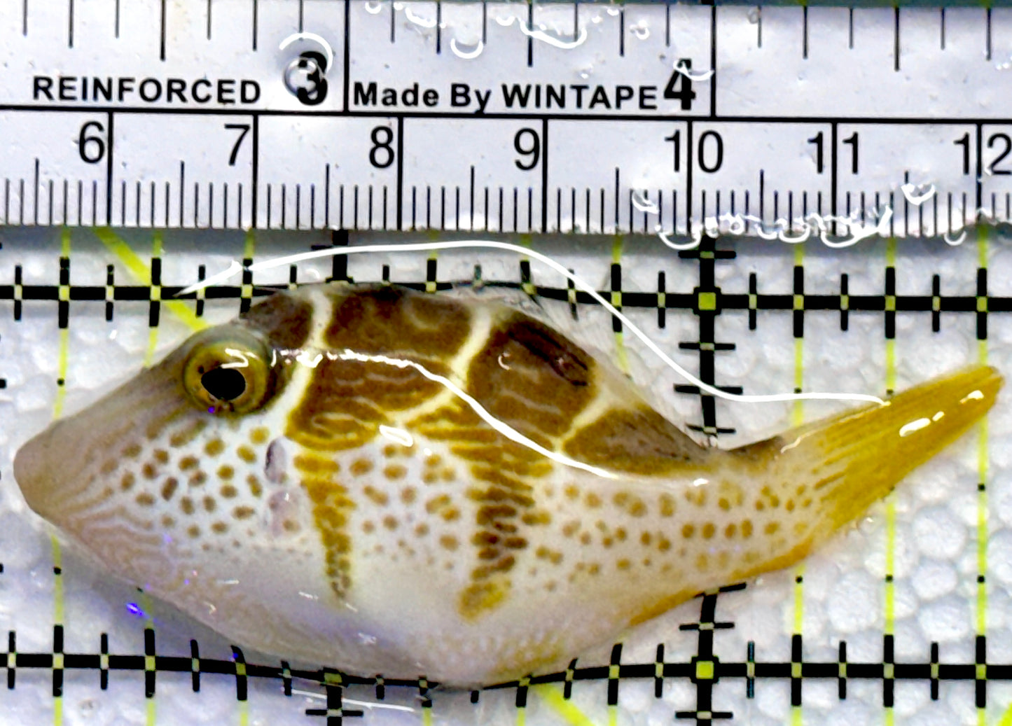 Blacksaddle Filefish BF090201 WYSIWYG Size: L 2.75"